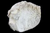 Fossil Brontotherium (Titanothere) Vertebrae - South Dakota #73231-2